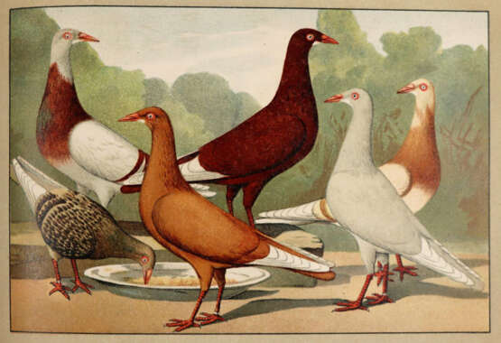 Schachtzabel, E. - photo 3