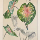 Pronberger, L. - photo 1