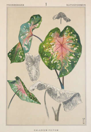 Pronberger, L. - фото 1 Pronberger, L. - фото 1