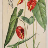 Pronberger, L. - photo 2