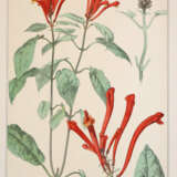 Pronberger, L. - photo 5