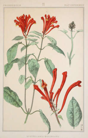 Pronberger, L. - фото 5 Pronberger, L. - фото 5