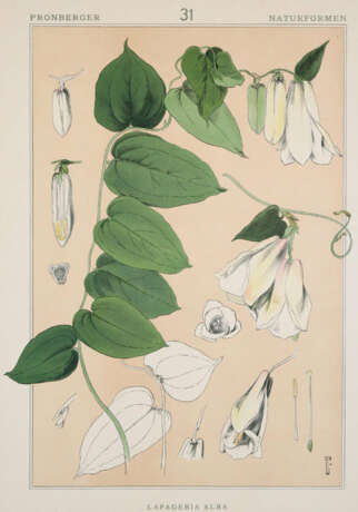 Pronberger, L. - фото 6 Pronberger, L. - фото 6