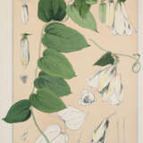 Pronberger, L. - photo 6