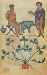 Medicina y Farmacia de Federico II.