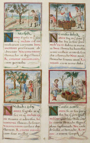 Tacuinum sanitatis. - фото 2