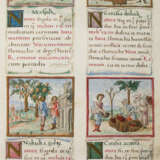 Tacuinum sanitatis. - фото 2