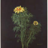 Kreidolf, E. - Foto 3