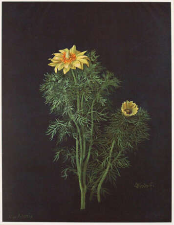 Kreidolf, E. - Foto 3