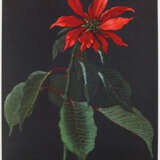 Kreidolf, E. - Foto 4