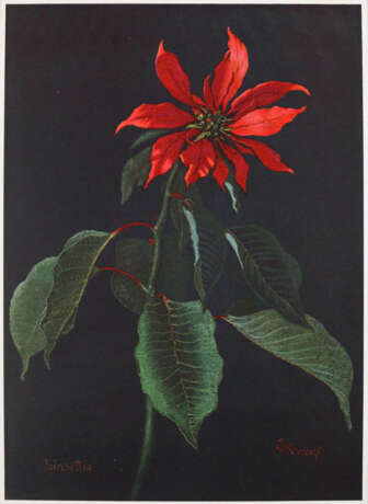 Kreidolf, E. - Foto 4