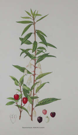 Buchheister, C. - фото 8 Buchheister, C. - фото 8