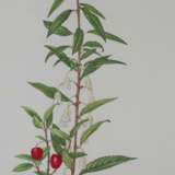 Buchheister, C. - фото 8