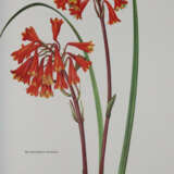 Buchheister, C. - фото 9