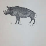 Mechtel, A. - photo 5