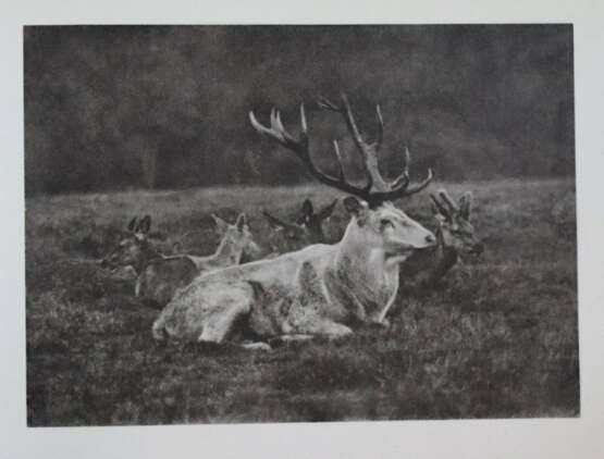 Werner, S. - photo 3 Werner, S. - photo 3