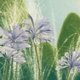 Suff, David - фото 3