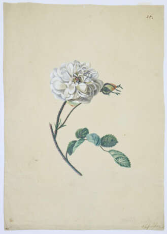 Blaschek, Franz. (1787-1868). - photo 2
