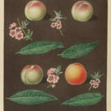 Sammlung - фото 4