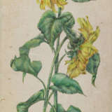 Sonnenblumen. - фото 1