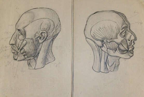 Anatomie. - Foto 1 Anatomie. - Foto 1