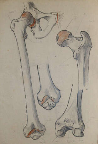 Anatomie. - Foto 2 Anatomie. - Foto 2