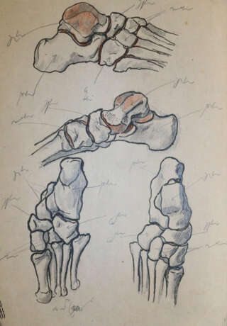 Anatomie. - Foto 3 Anatomie. - Foto 3