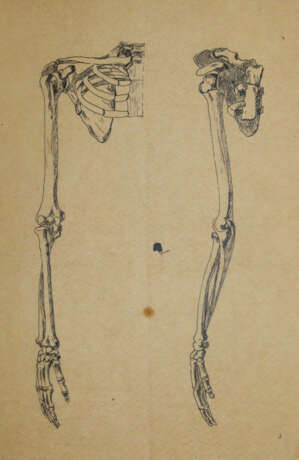 Anatomie. - Foto 6 Anatomie. - Foto 6