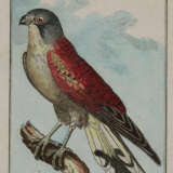 Vögel. - фото 1