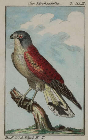 Vögel. - фото 1 Vögel. - фото 1