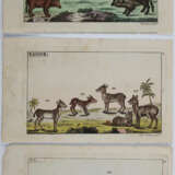 Vögel. - фото 3