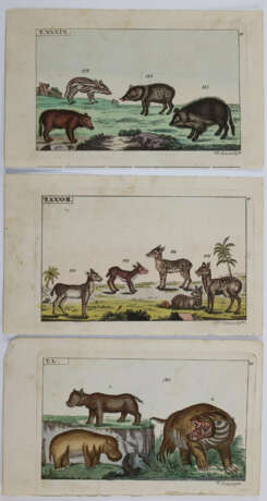 Vögel. - фото 3 Vögel. - фото 3