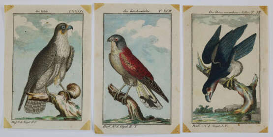 Vögel. - фото 4 Vögel. - фото 4