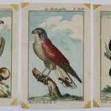 Vögel. - фото 4