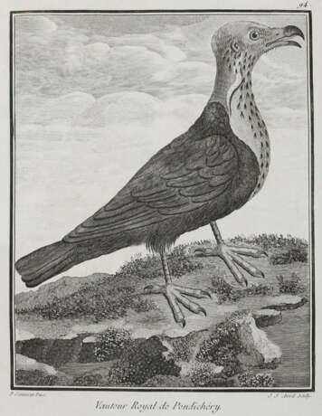 Vögel. - photo 1 Vögel. - photo 1