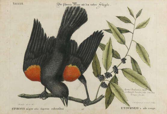 Vögel. - photo 2 Vögel. - photo 2