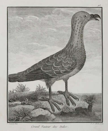 Vögel. - photo 3 Vögel. - photo 3