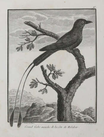 Vögel. - photo 4 Vögel. - photo 4