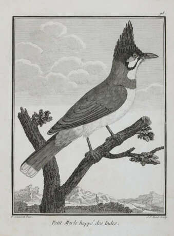 Vögel. - photo 5 Vögel. - photo 5