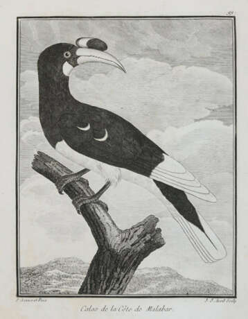 Vögel. - photo 6 Vögel. - photo 6