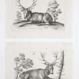 Hollar, Wenzel - photo 2