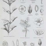 Le Maout, E. u. J.Decaisne. - photo 1