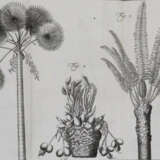 Linné, C.v. - фото 3