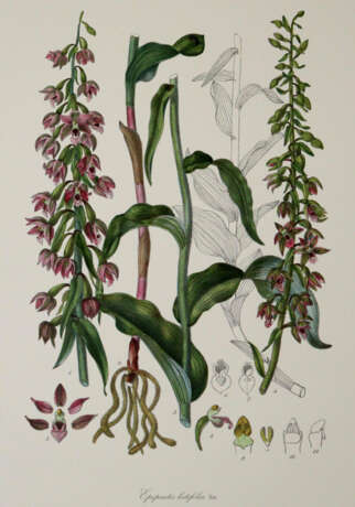 Barla, J.B. - фото 1 Barla, J.B. - фото 1