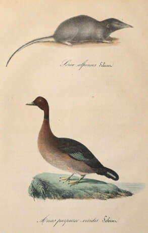 Schinz, H.R. - фото 2