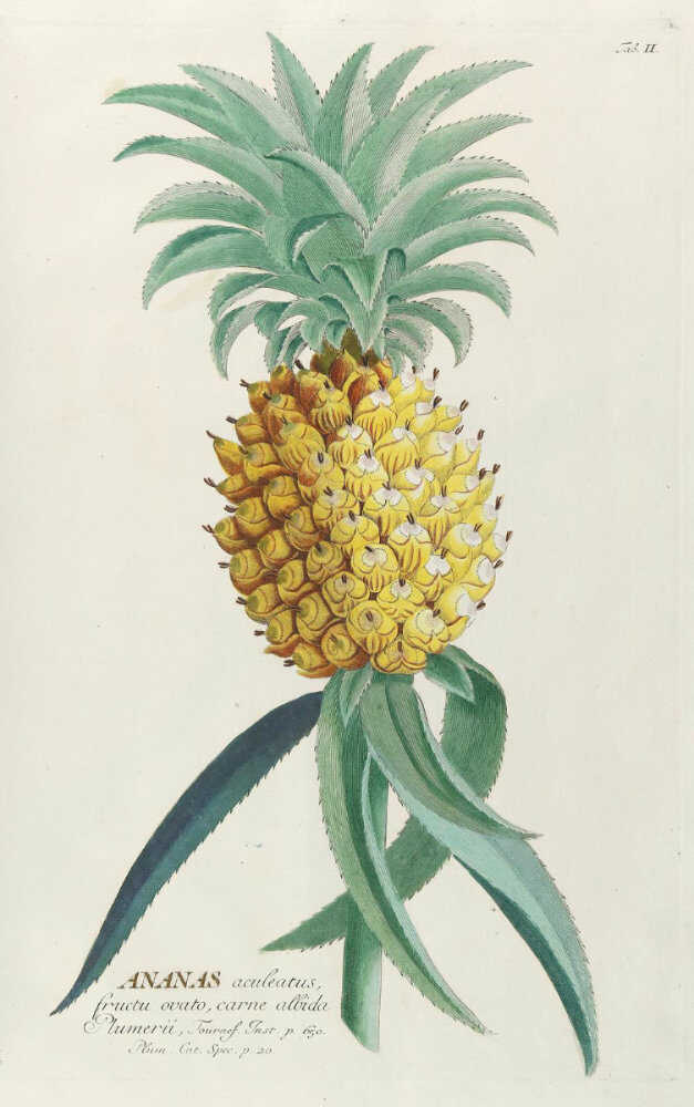 Trew, Ch.J. Trew, Ch.J.