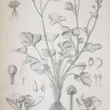 Wildeman, E.de. - photo 2