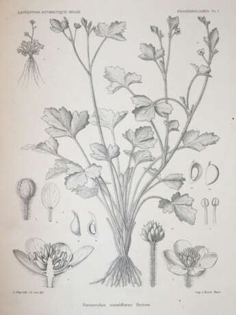 Wildeman, E.de. - photo 2 Wildeman, E.de. - photo 2