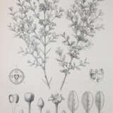 Wildeman, E.de. - photo 3