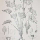 Wildeman, E.de. - photo 4